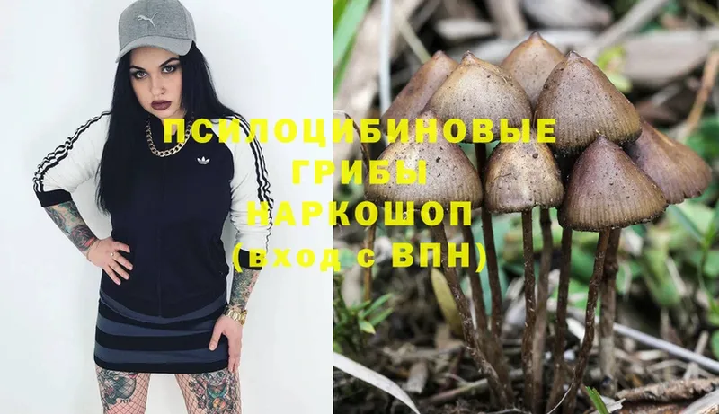 закладка  Дно  Псилоцибиновые грибы Psilocybe 